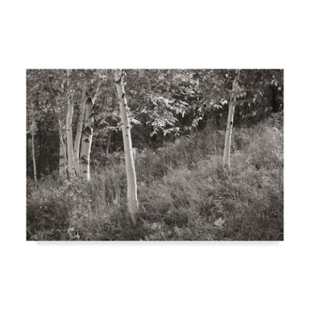 Sue Schlabach 'Sunlit Birches I' Canvas Art,16x24